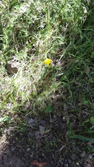 Calochortus pulchellus