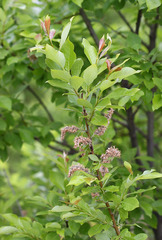 Salix taraikensis
