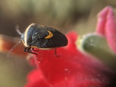 Cosmopepla decorata