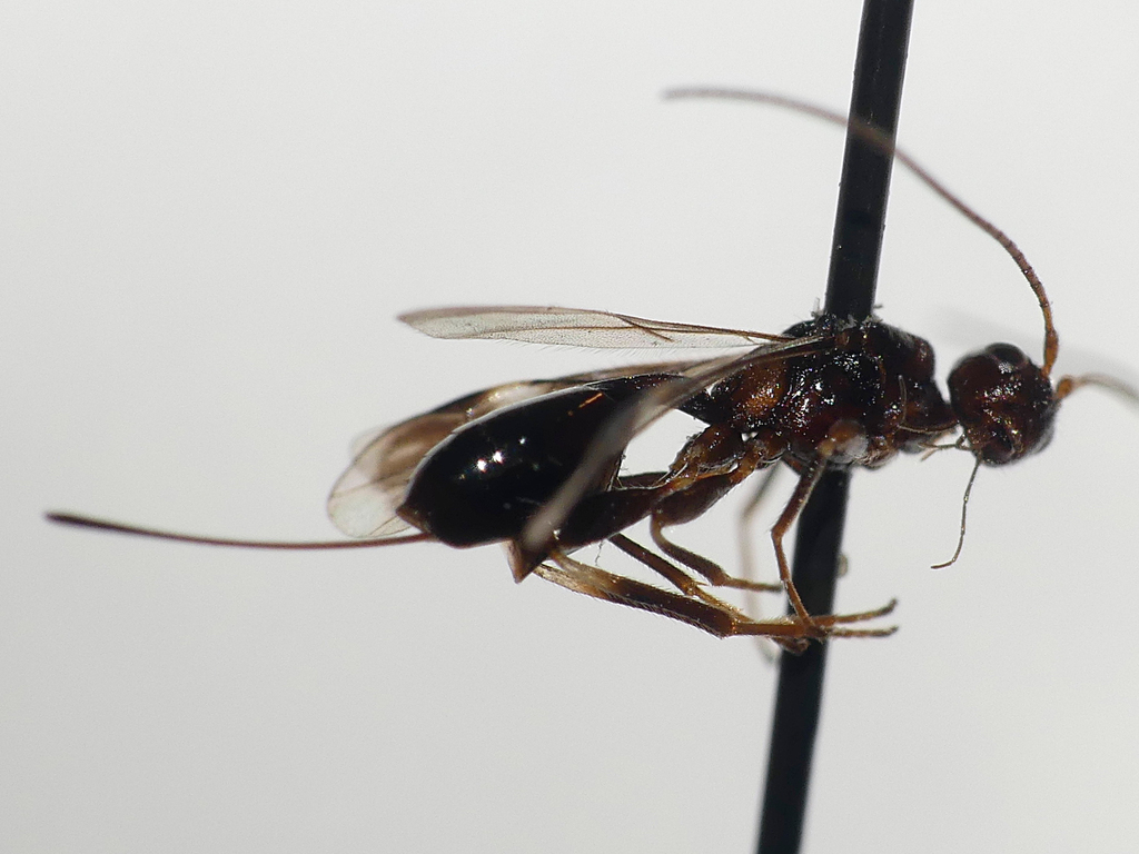 Spathius polonicus