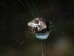 Cyclosa confusa