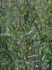 Salix udensis