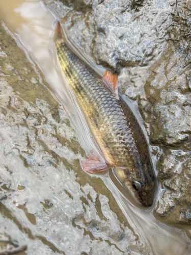 Black jumprock (Moxostoma cervinum) — Catostomidae — 5