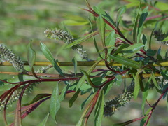 Salix udensis