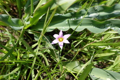 Romulea rosea australis