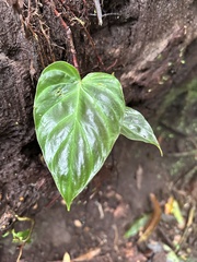 Philodendron verrucosum image