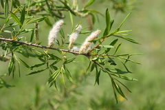 Salix udensis