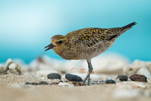 Pacific Golden-Plover