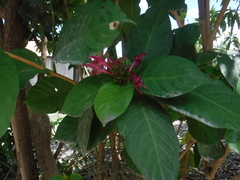 Graptophyllum pictum