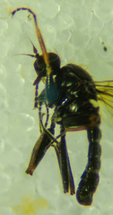 Tachydromiinae