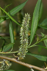 Salix udensis