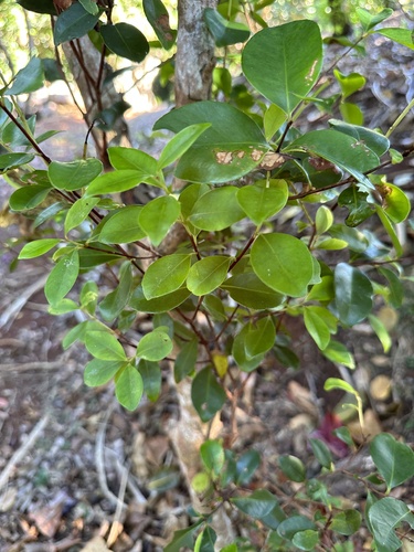Syzygium cleyerifolium iNat (1)