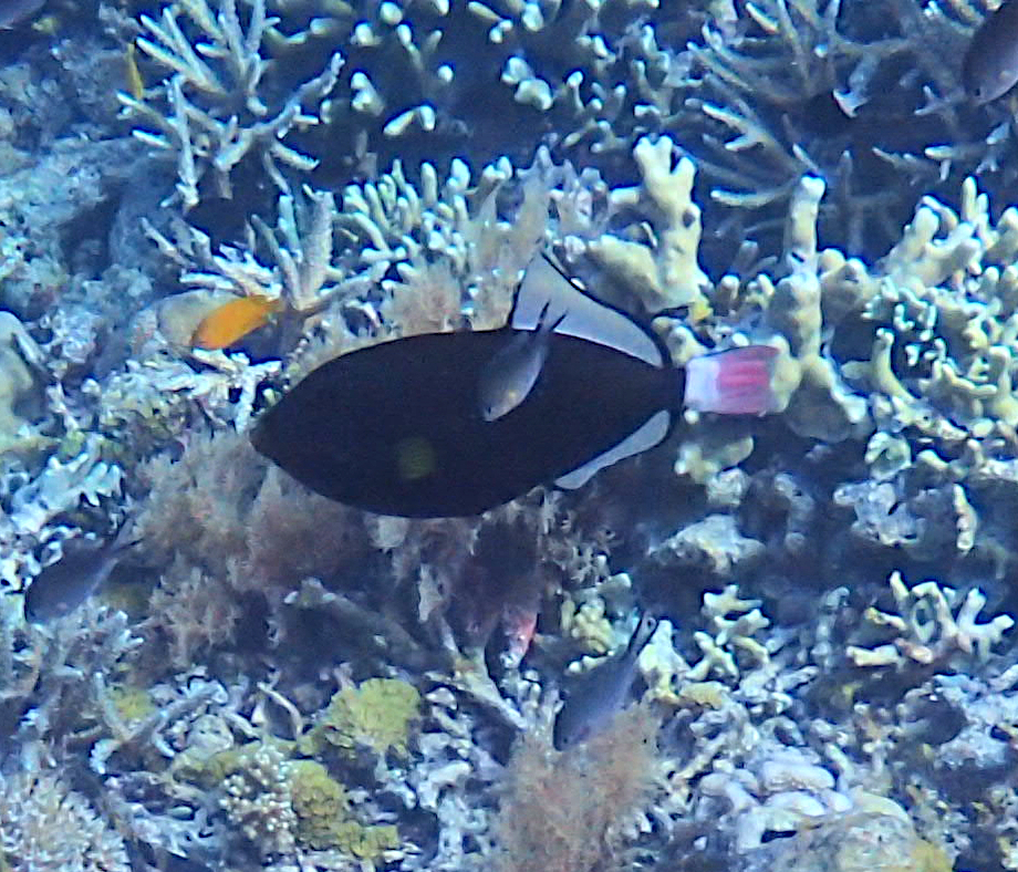 Pinktail Triggerfish from Kri Is, Raja Ampat Regency, West Papua ...