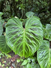 Philodendron verrucosum image