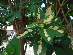 Graptophyllum pictum