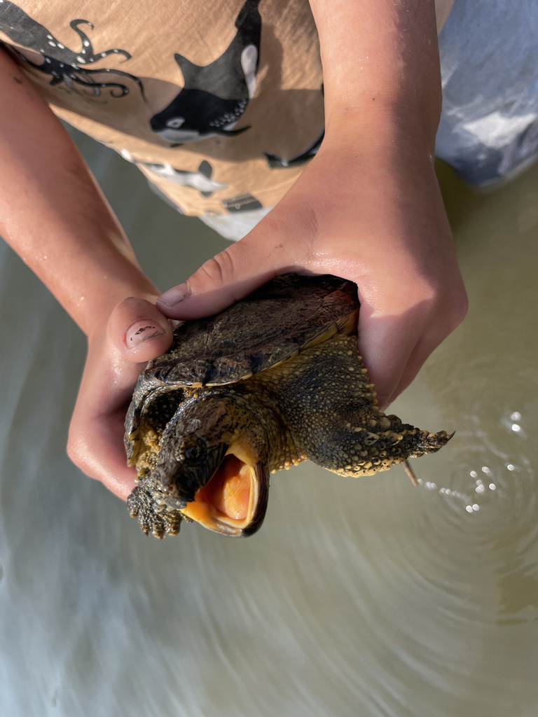 Common Snapping Turtle from Maryfield No. 91, SK S0G, Canada on July 23