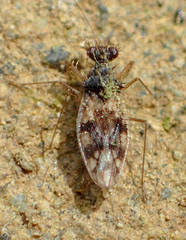 Patapius spinosus
