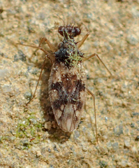 Patapius spinosus