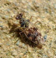 Patapius spinosus