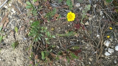 Potentilla hickmanii