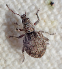 Paraptochus variegatus