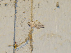 Macaria multilineata