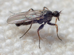 Tachydromiinae