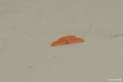 Chrysocraspeda miniosa