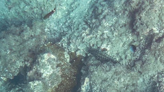 Cephalopholis panamensis image
