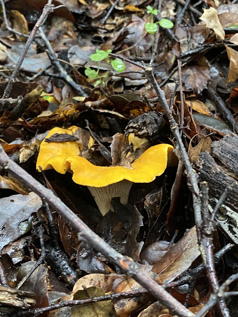 California Golden Chanterelle in December 2023 by Brooke Keeney · iNaturalist