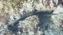 Epinephelus labriformis image