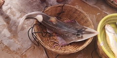 Taiwanese Wedgefish photo 2
