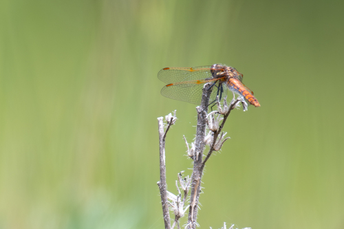 Sympetrum villosum