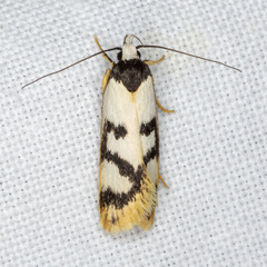 Eulechria sigmophora