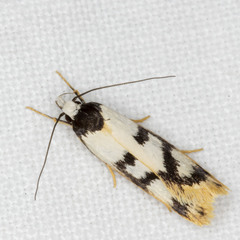 Eulechria sigmophora