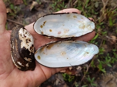 Sagittunio subrostratus