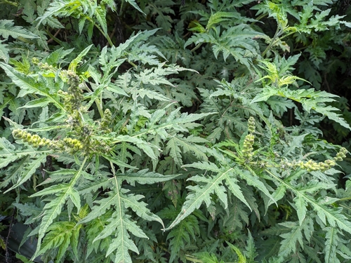 Ambrosia arborescens (Ambrosia arborescens)