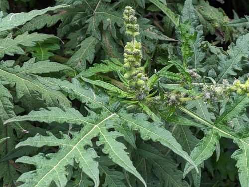 Image of Ambrosia arborescens by no rights reserved