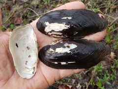 Sagittunio subrostratus