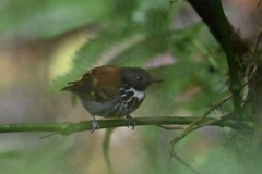 Hylophylax naevioides image