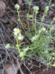Cryptantha utahensis