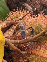 Leptoglossus concolor image