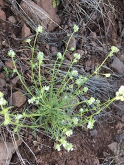 Cryptantha utahensis