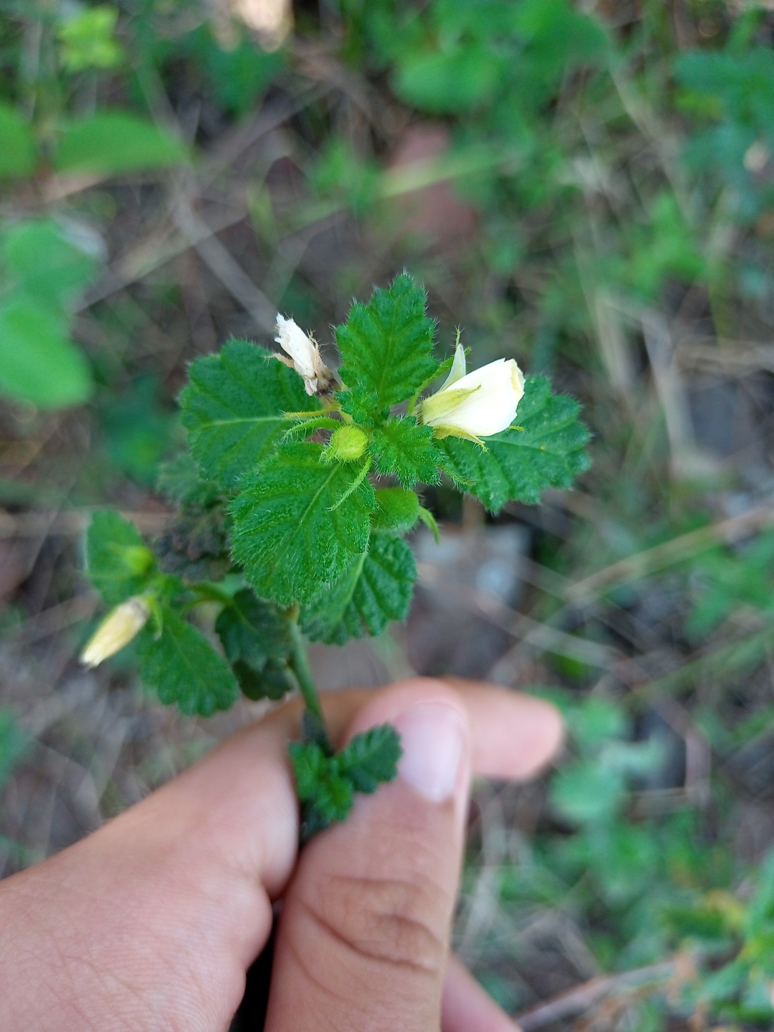 Turnera chamaedrifolia
