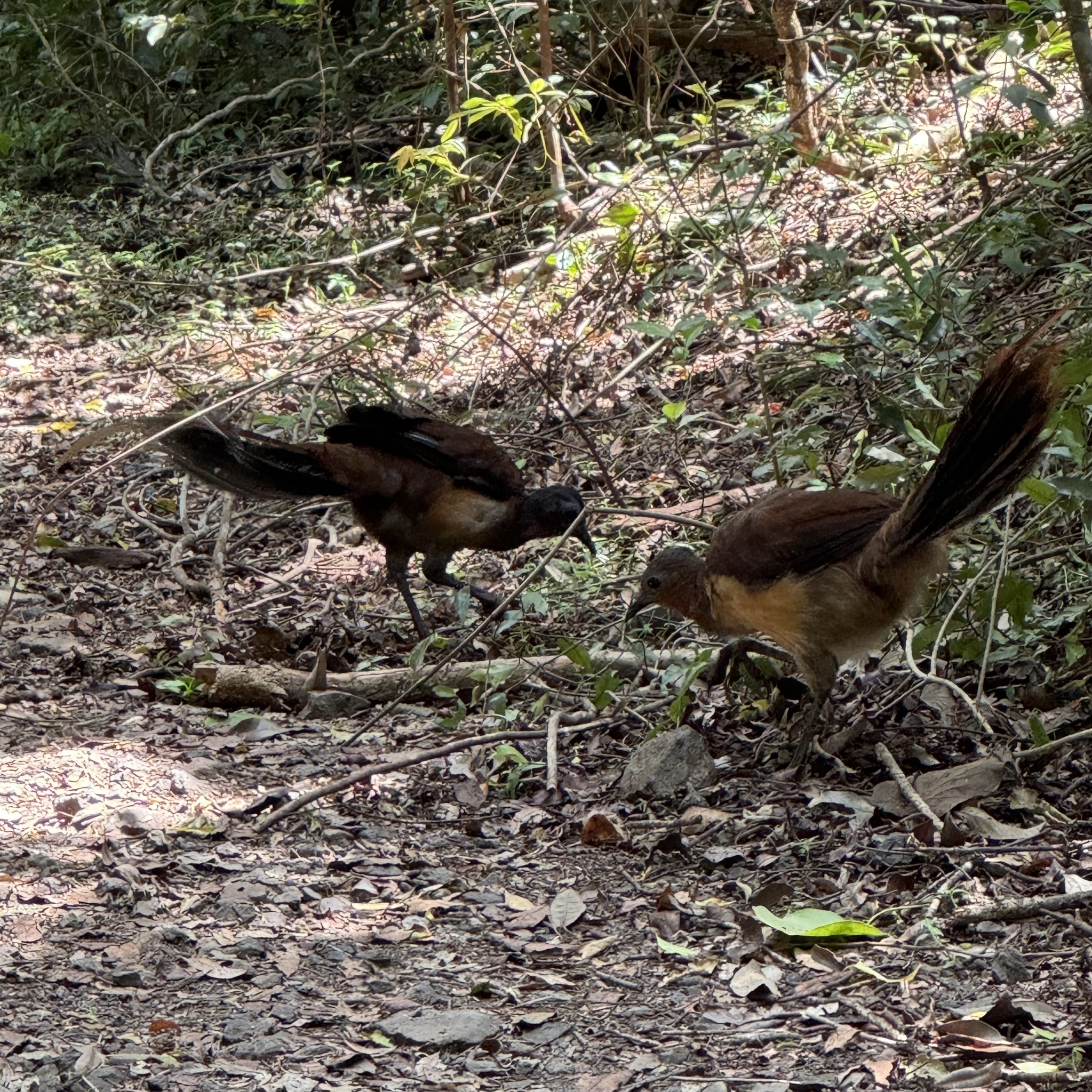 Albert's Lyrebird illustration