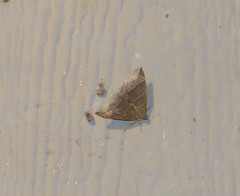 Parallelia bistriaris