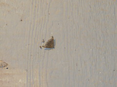 Parallelia bistriaris