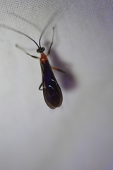 Acrotaphus fuscipennis