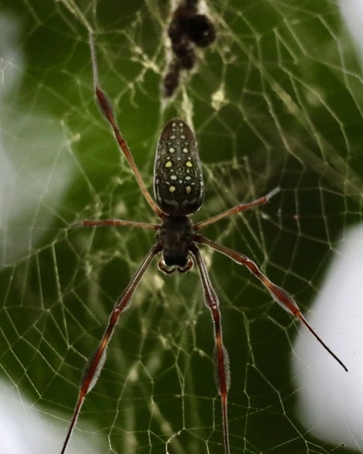 Araña de seda dorada