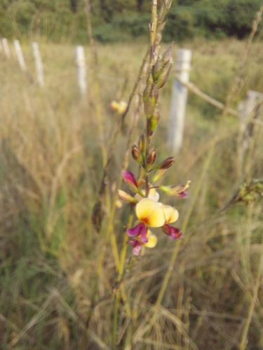 Alysicarpus longifolius, 2023-12-29